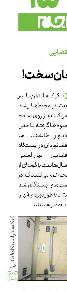 كپك‌های جان‌سخت!