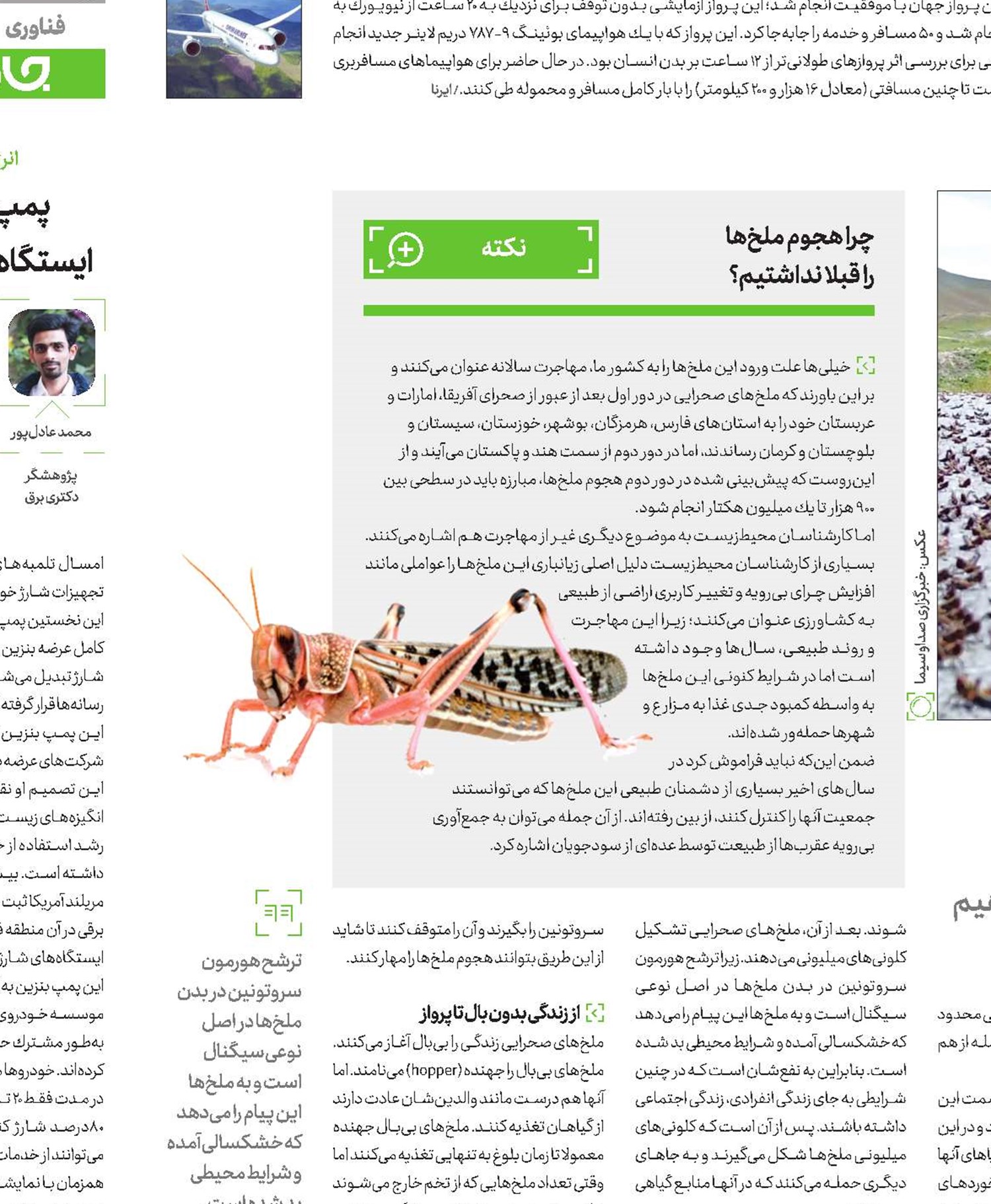 خطر ملخی