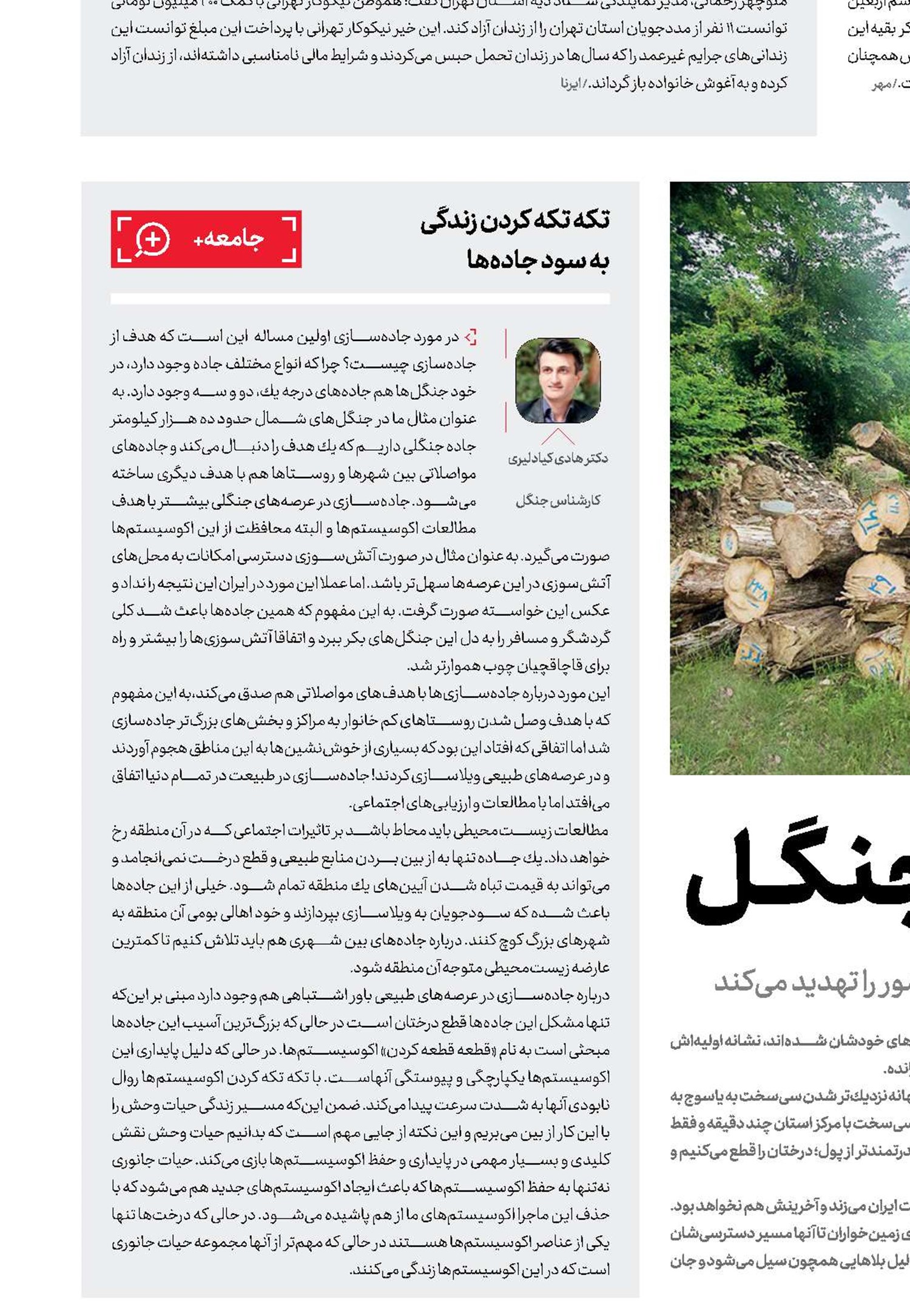 رد آسفــالت بر تن جنگــل