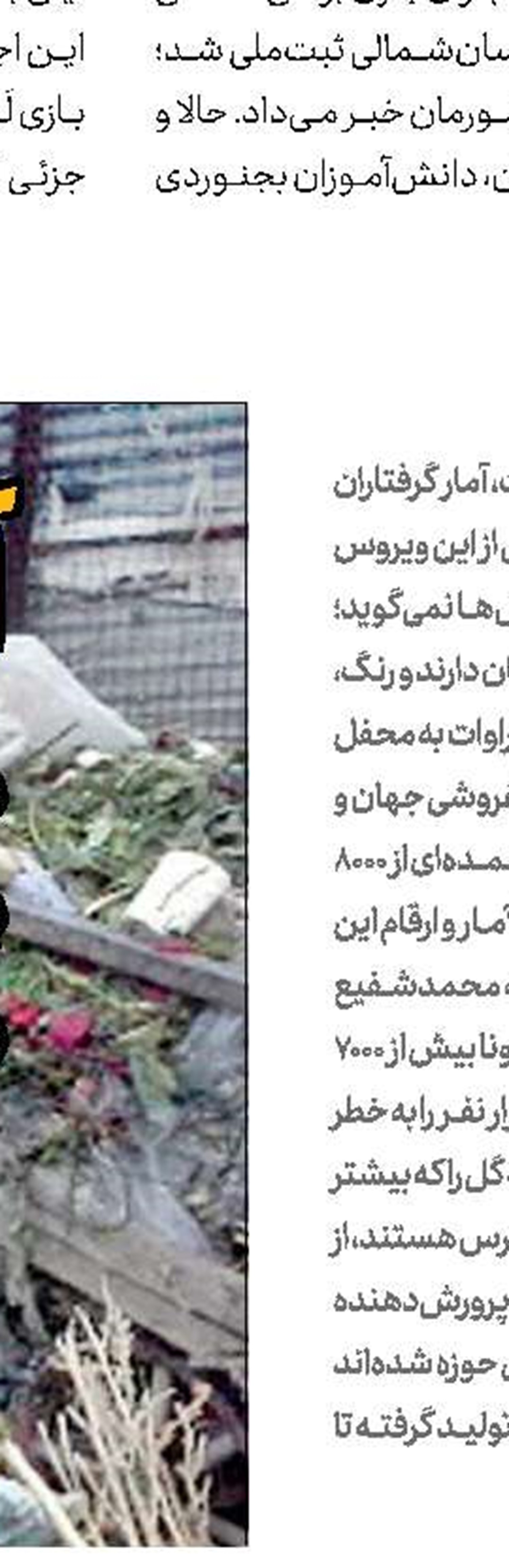 معدوم شدن 14میلیون شاخه گل فقط در محلات
