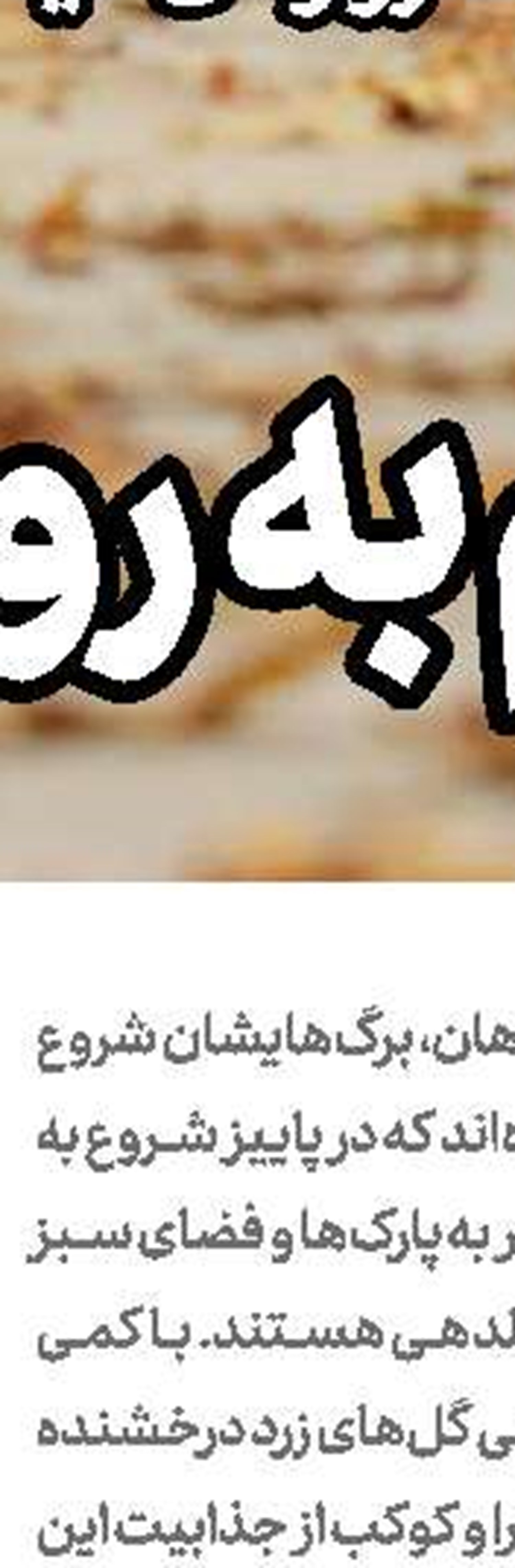 جوابیه