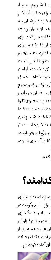 پیازها کدامند؟