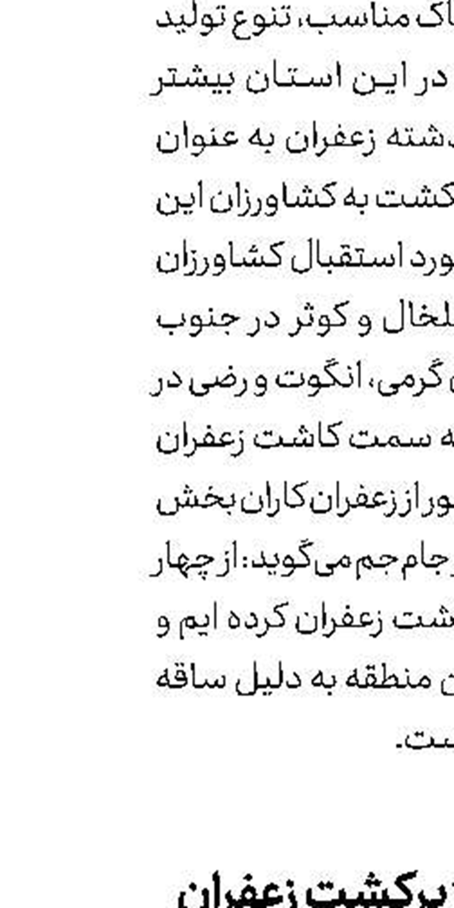 ۳۰۰هکتار زمین زیرکشت زعفران