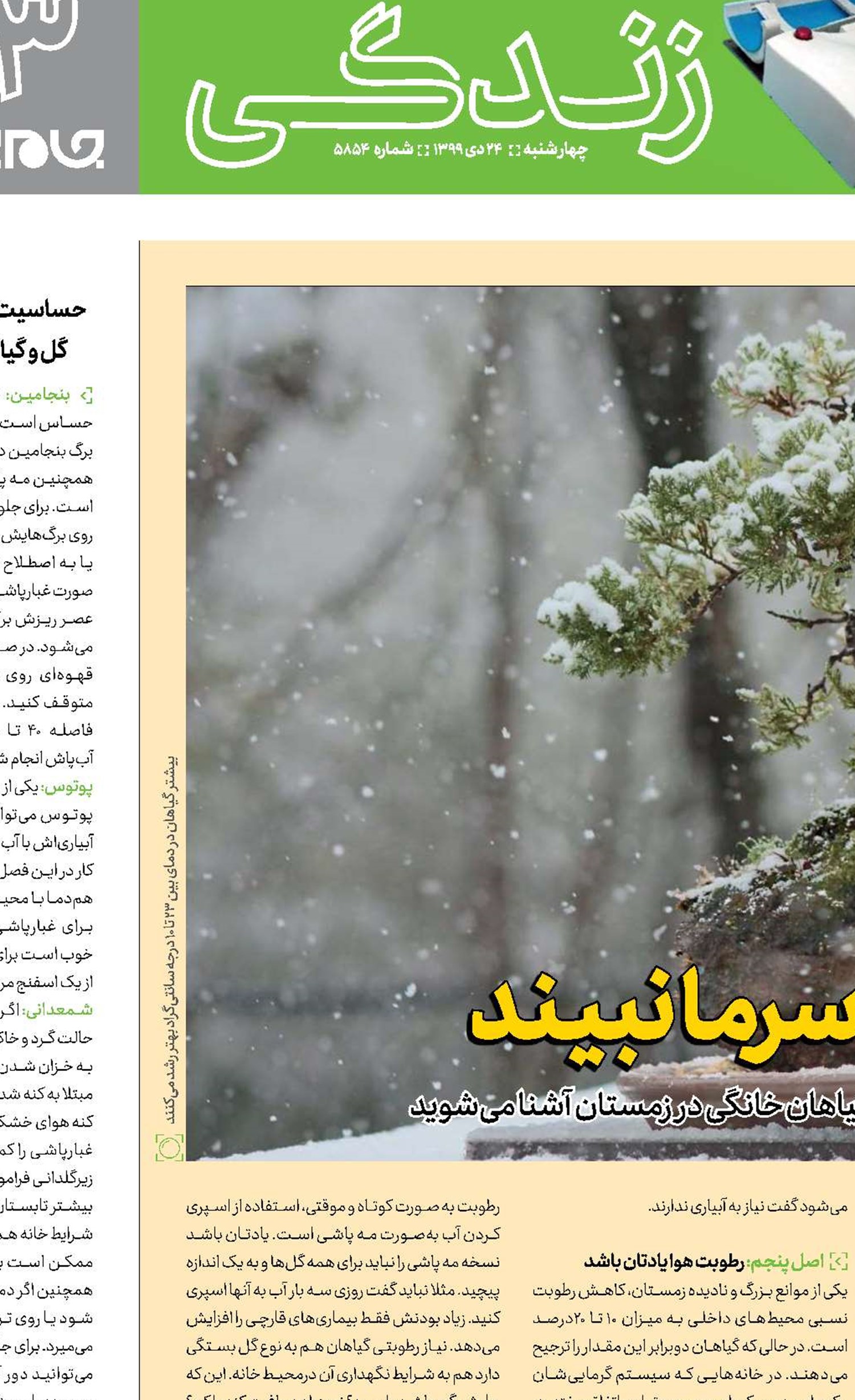  روی گل‌تان سرما   نبیند