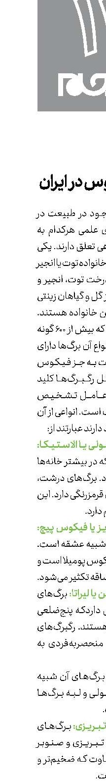 انواع فیکوس در ایران