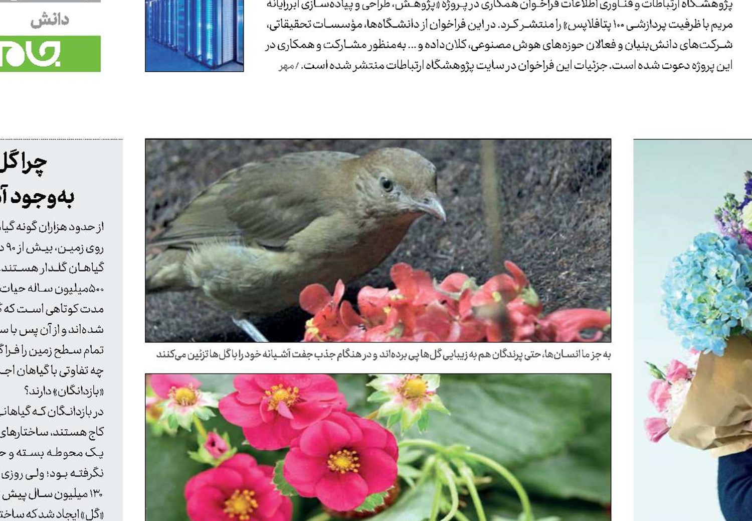 چرا گل‌ها را  دوست داریم؟