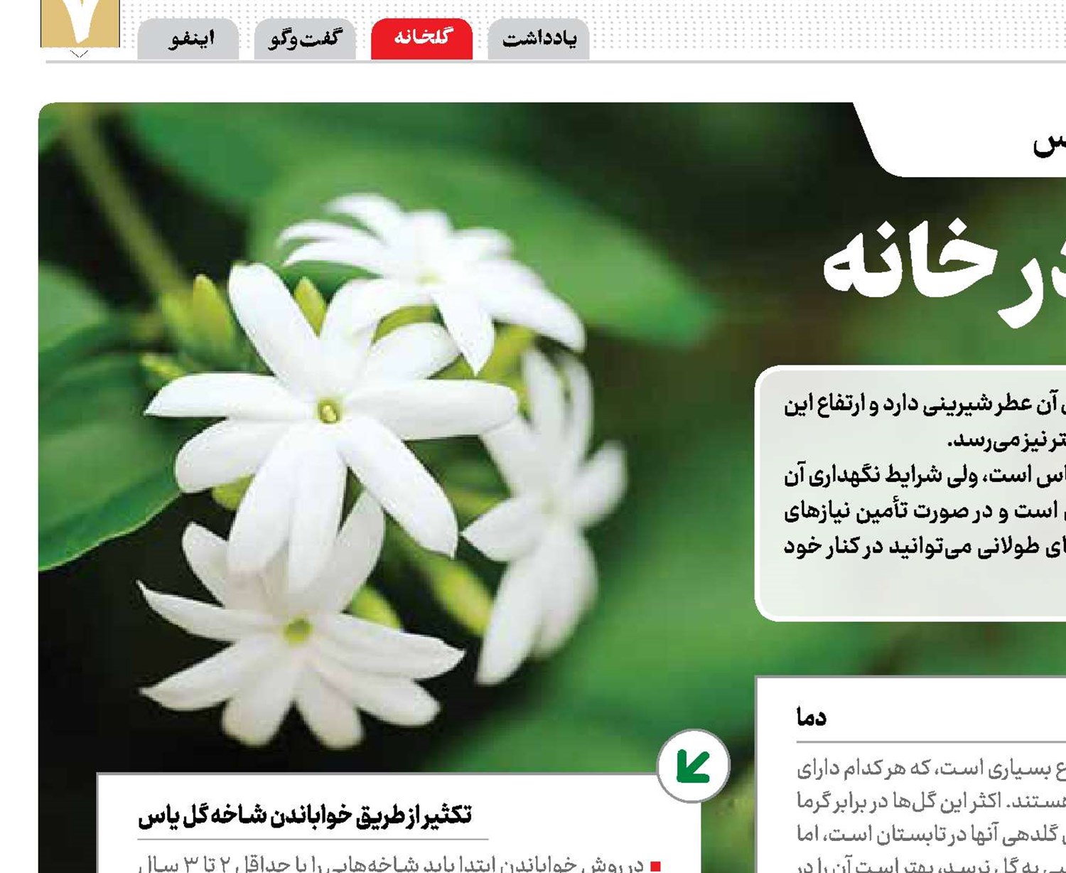 شمیم عطر یاس در خانه
