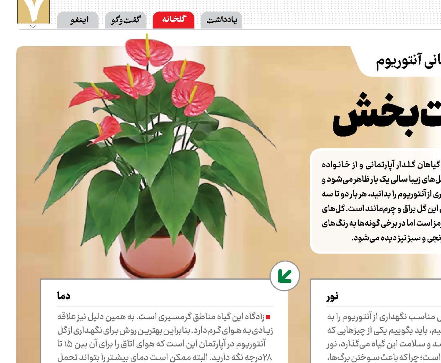 آنتوریوم زیبای زینت‌بخش