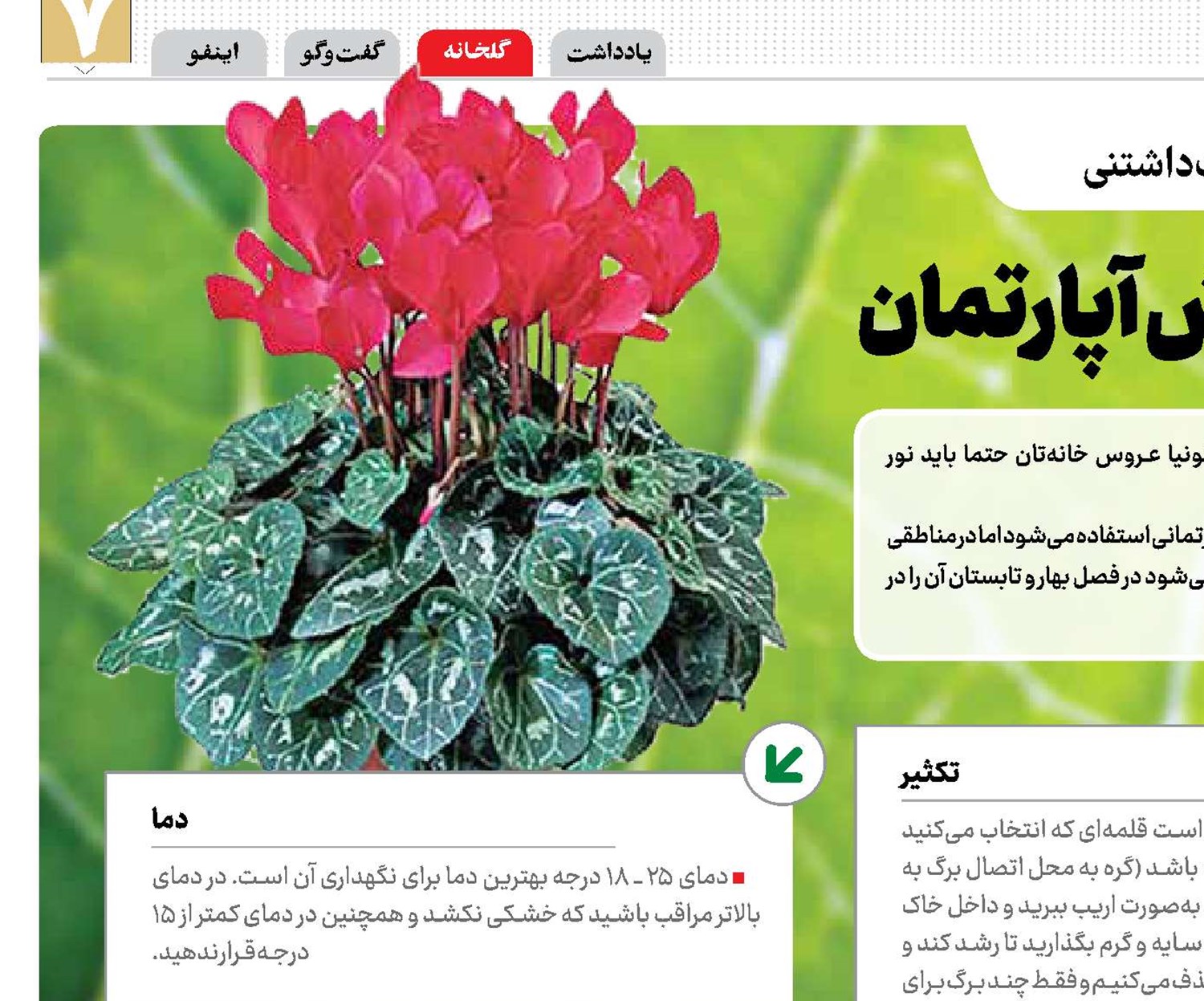 بگونیا عروس؛ زینت‌بخش آپارتمان