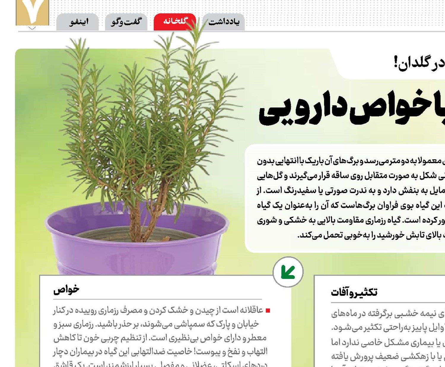 رزماری مقاوم به سرما و با خواص دارویی