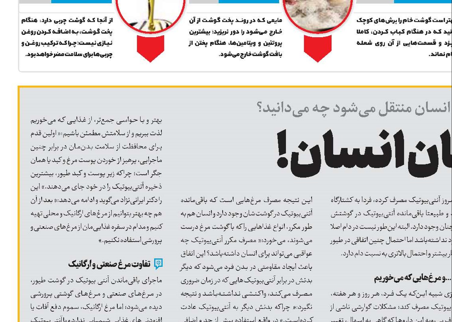 بلای مرغ بر جان انسان!