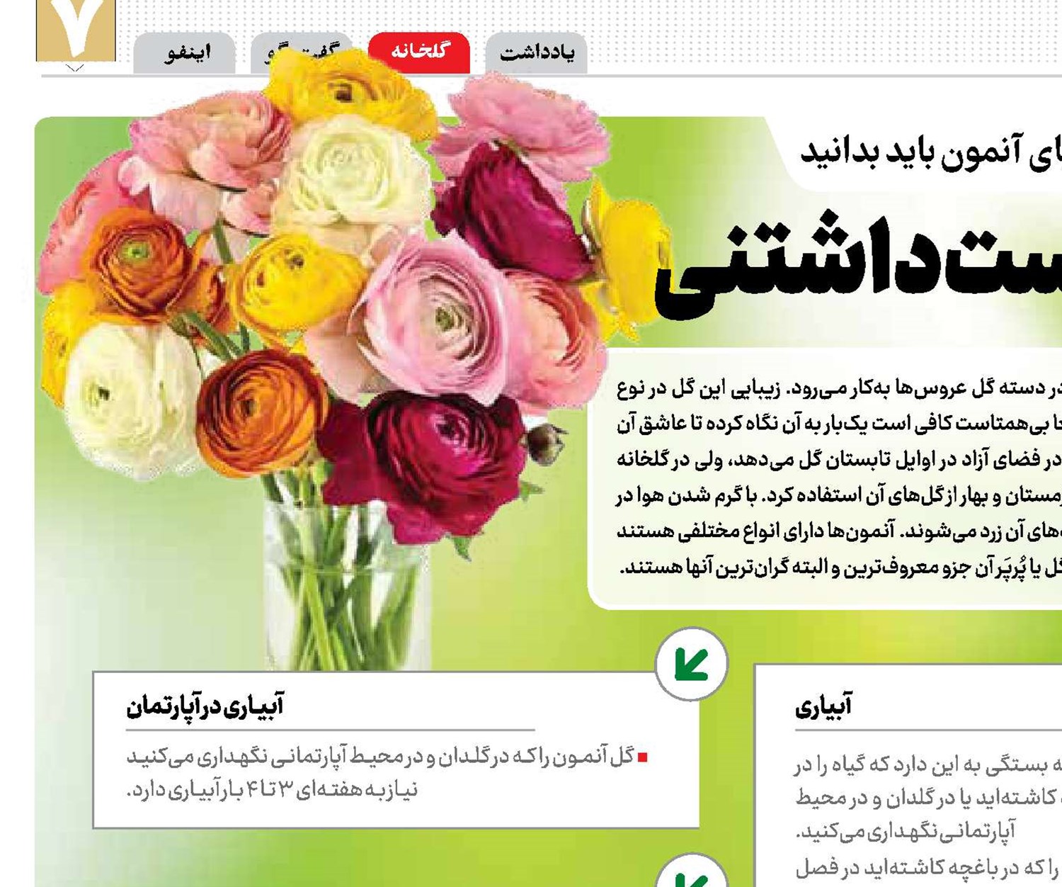 آلاله پرپر زیبا و دوست‌داشتنی