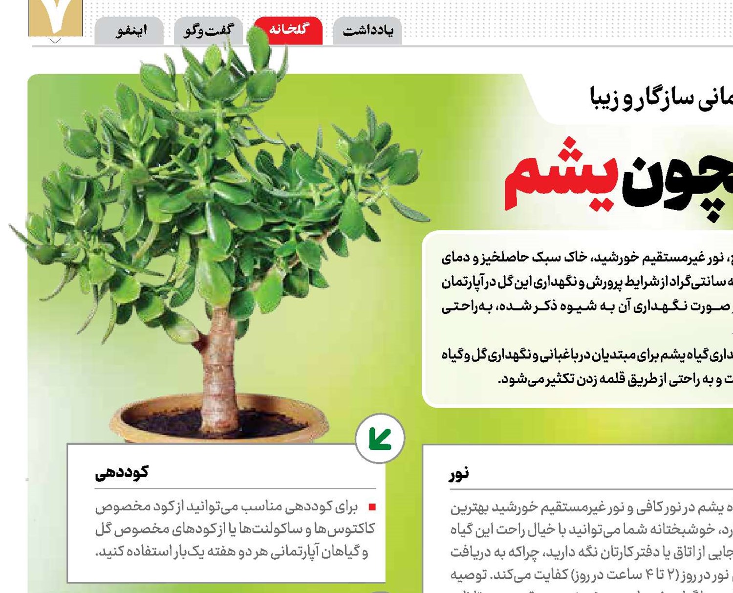 همیشه سبز همچون یشم