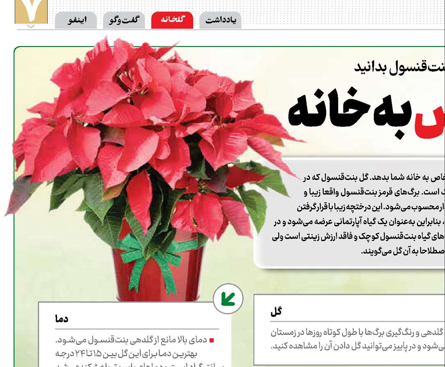 جلوه گل کریسمس به خانه