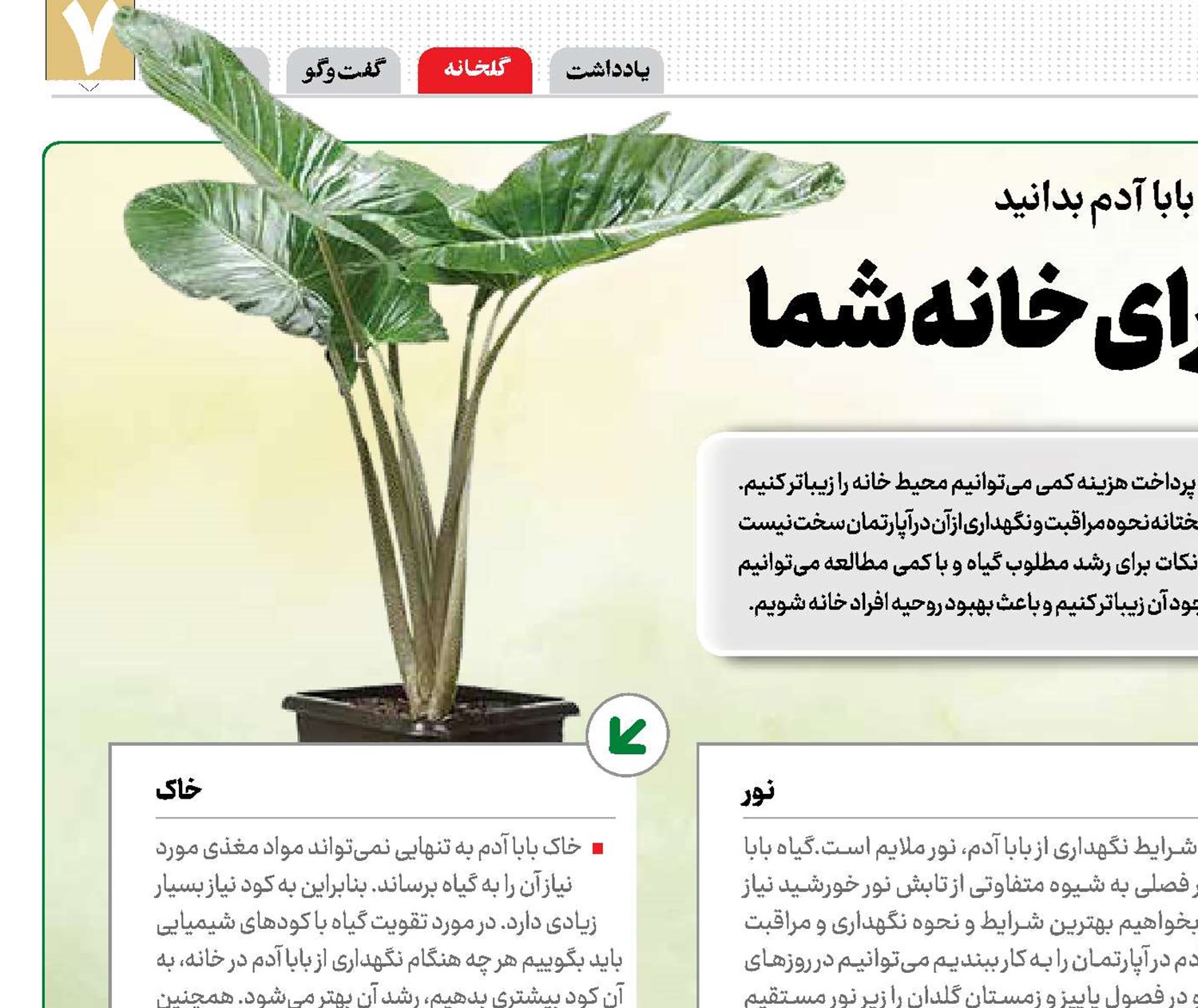 بابا آدم، گیاهی زیبا برای خانه شما