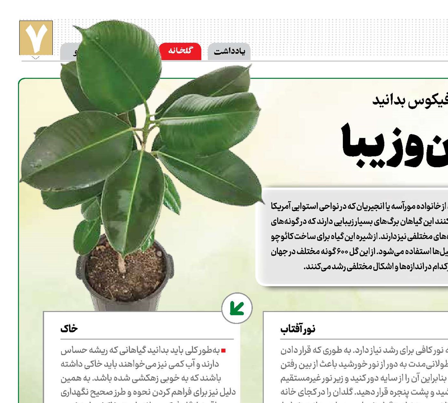 این گیاه برگ پهن و زیبا