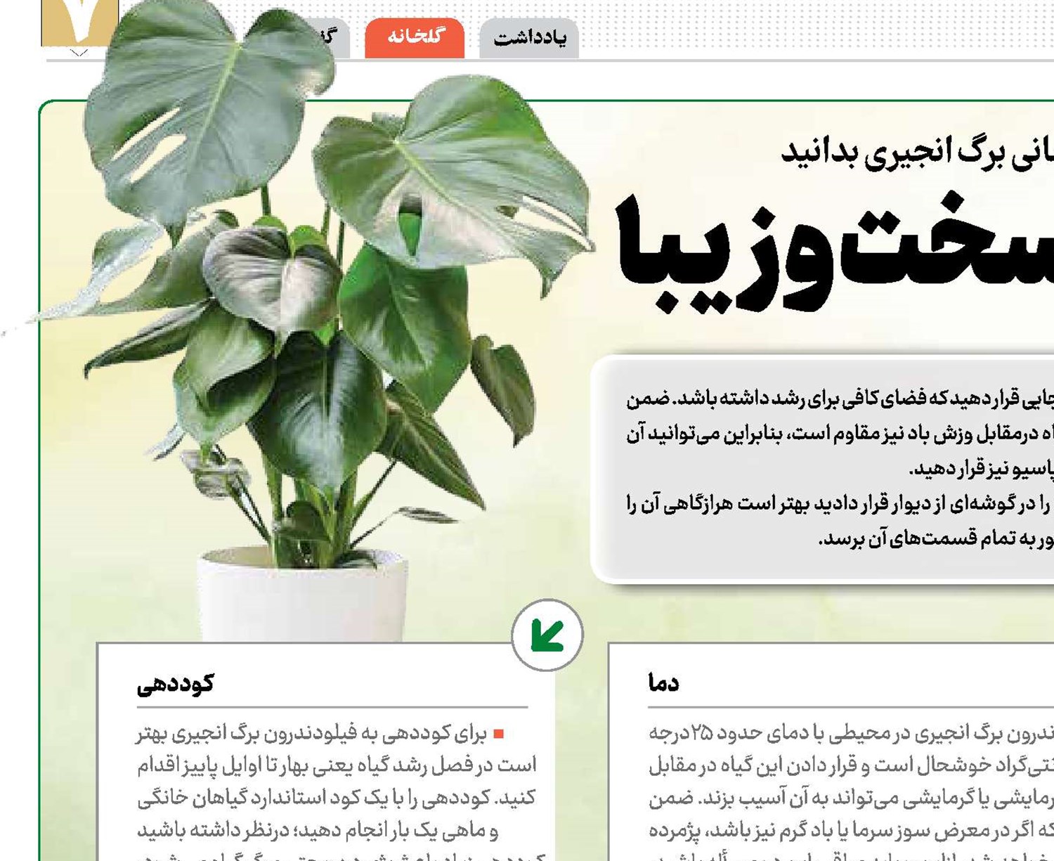 برگ انجیری جان سخت و زیبا