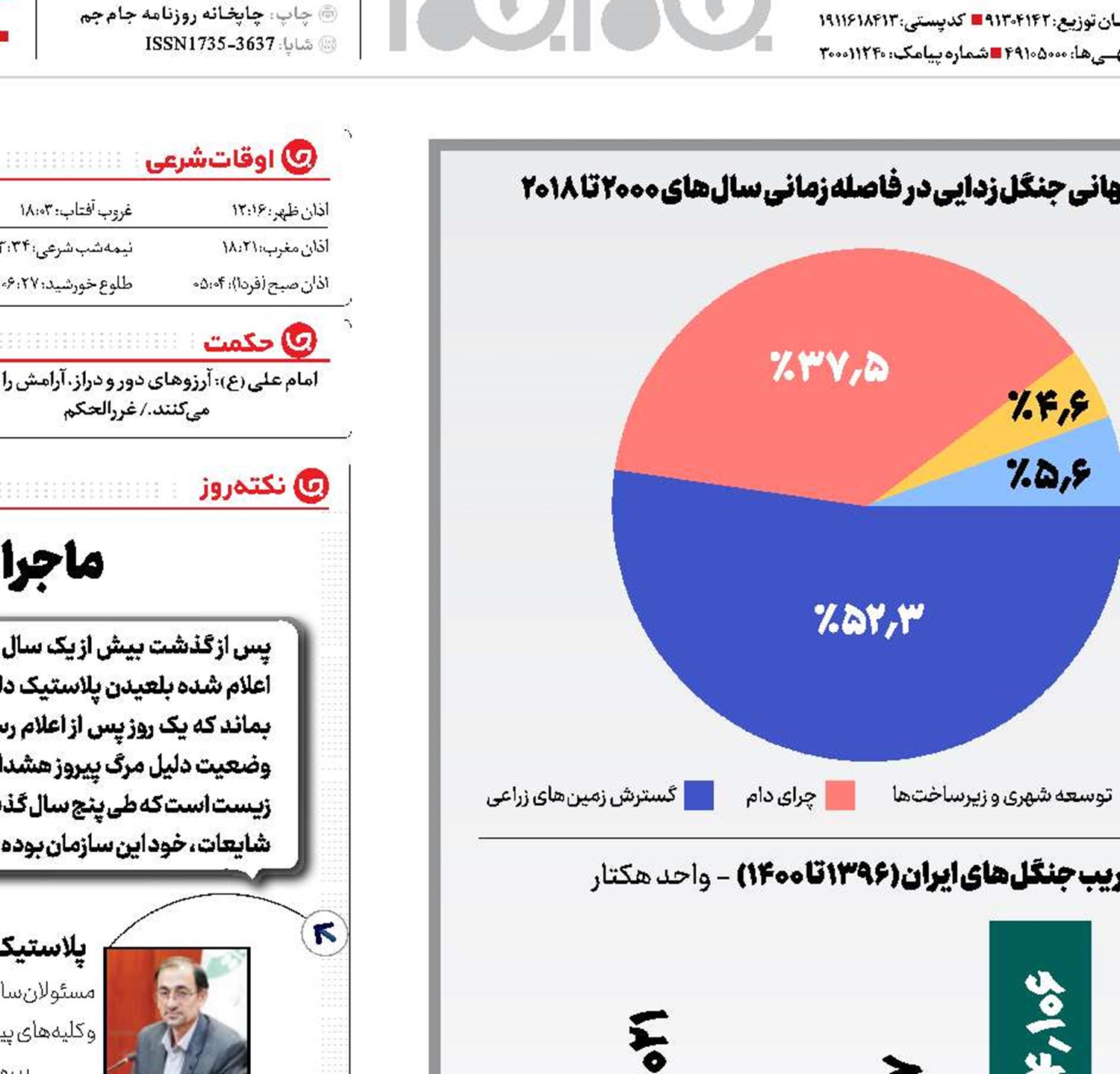 یک جنگل بدون درخت