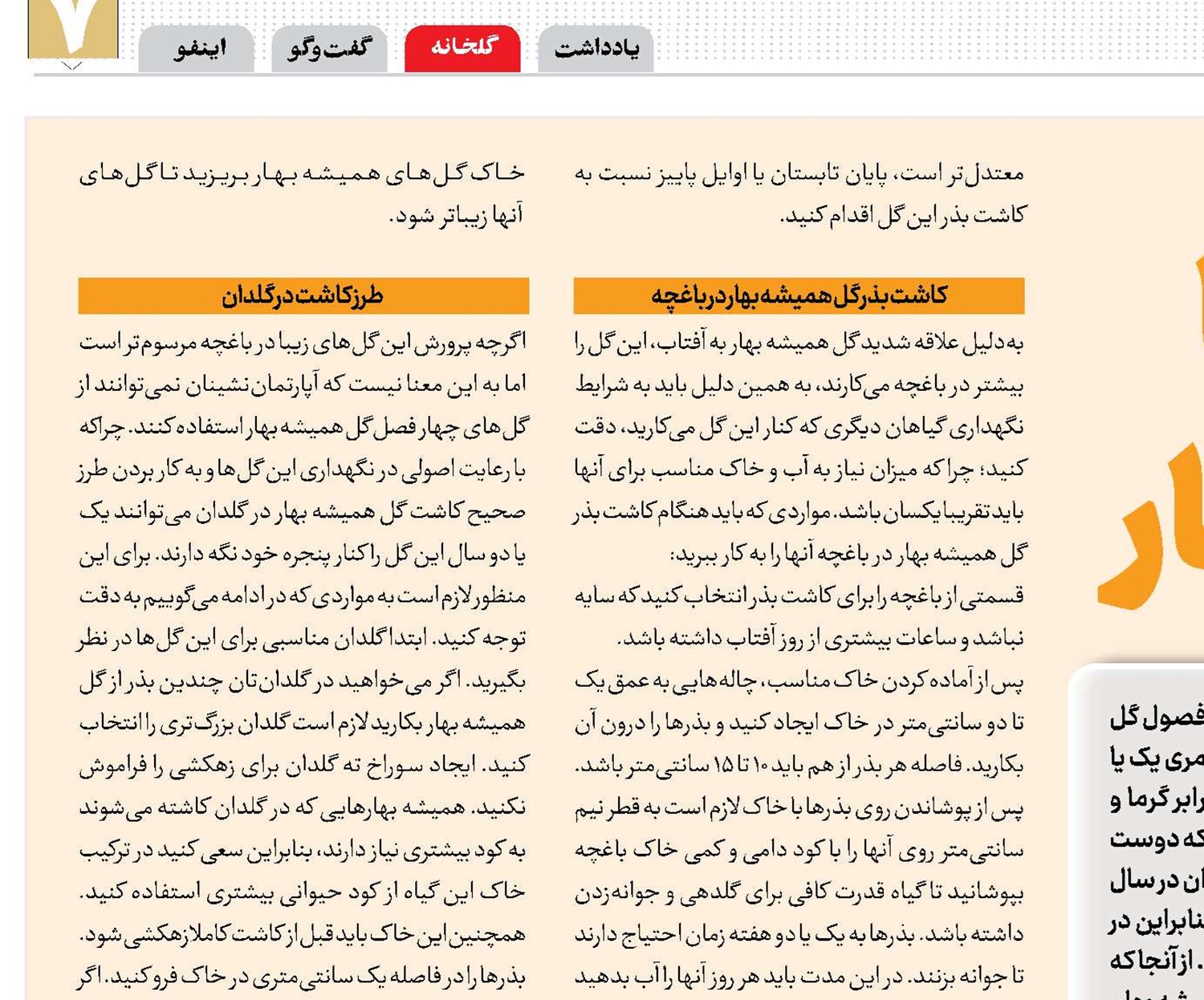 لذت از بهار با گل همیشه بهار