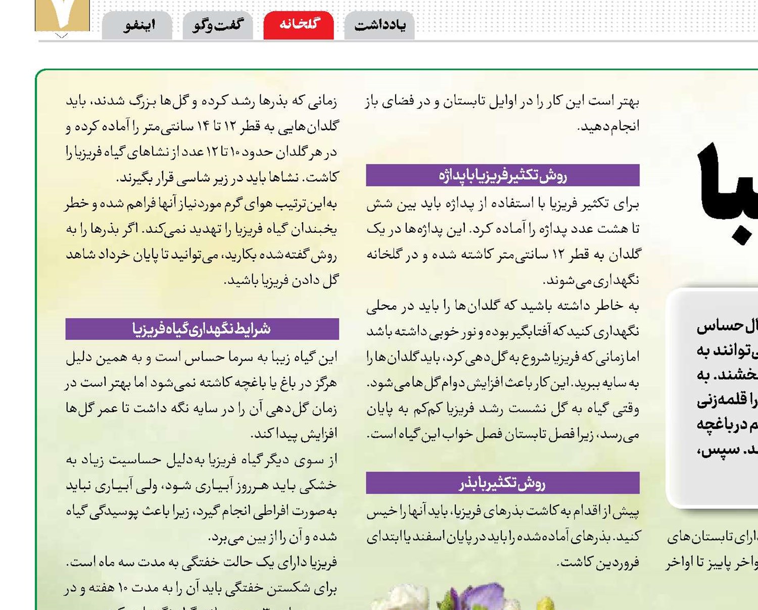 فریزیا گلی زیبا
