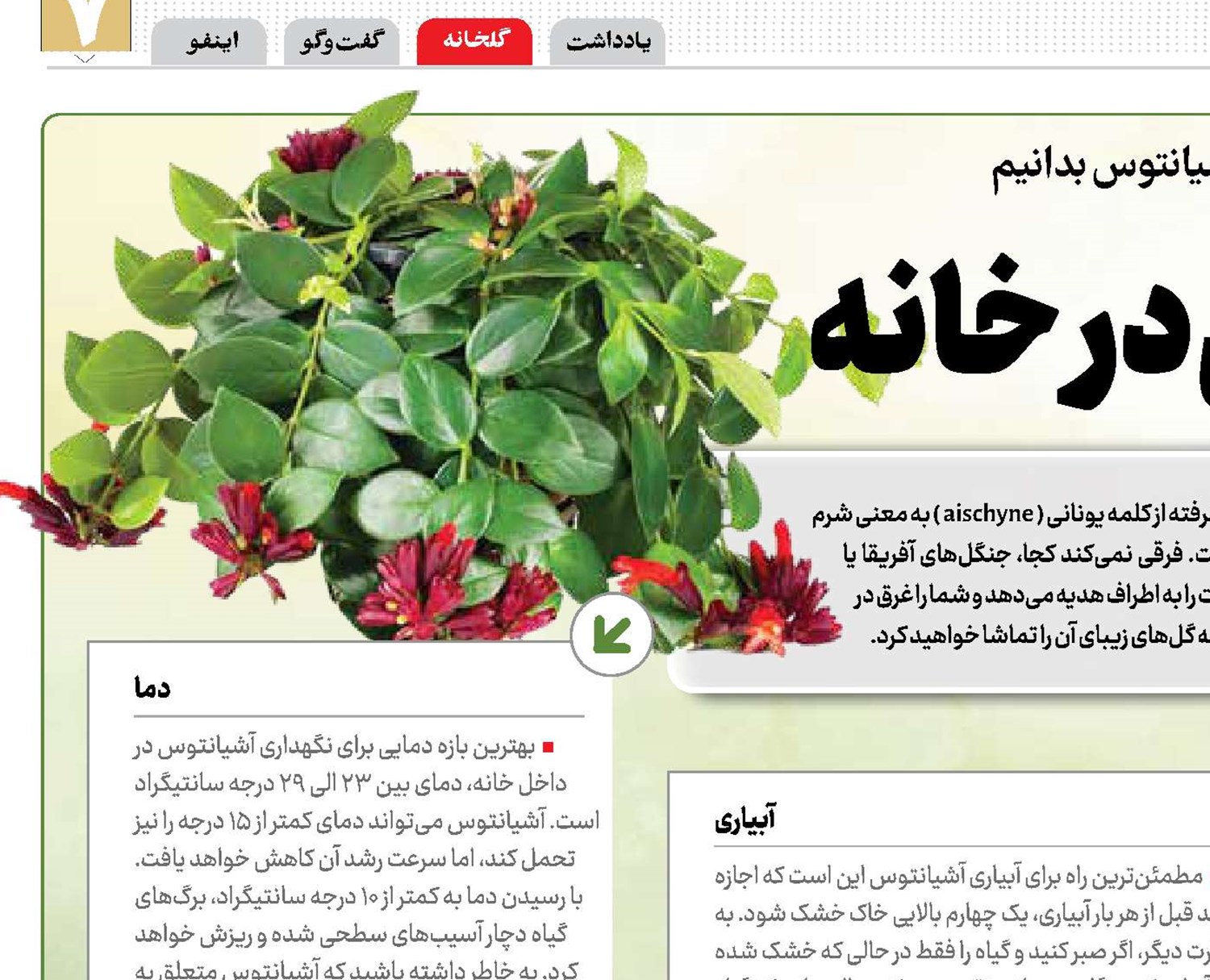 گیاهی سلطنتی در خانه 