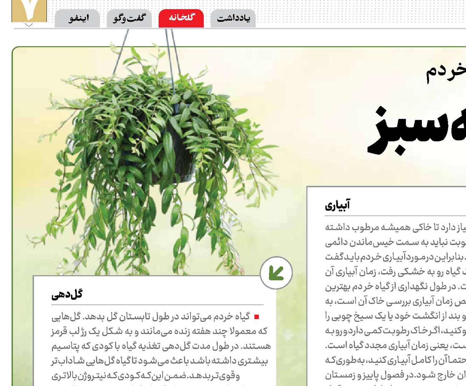 گیاهی همیشه سبز