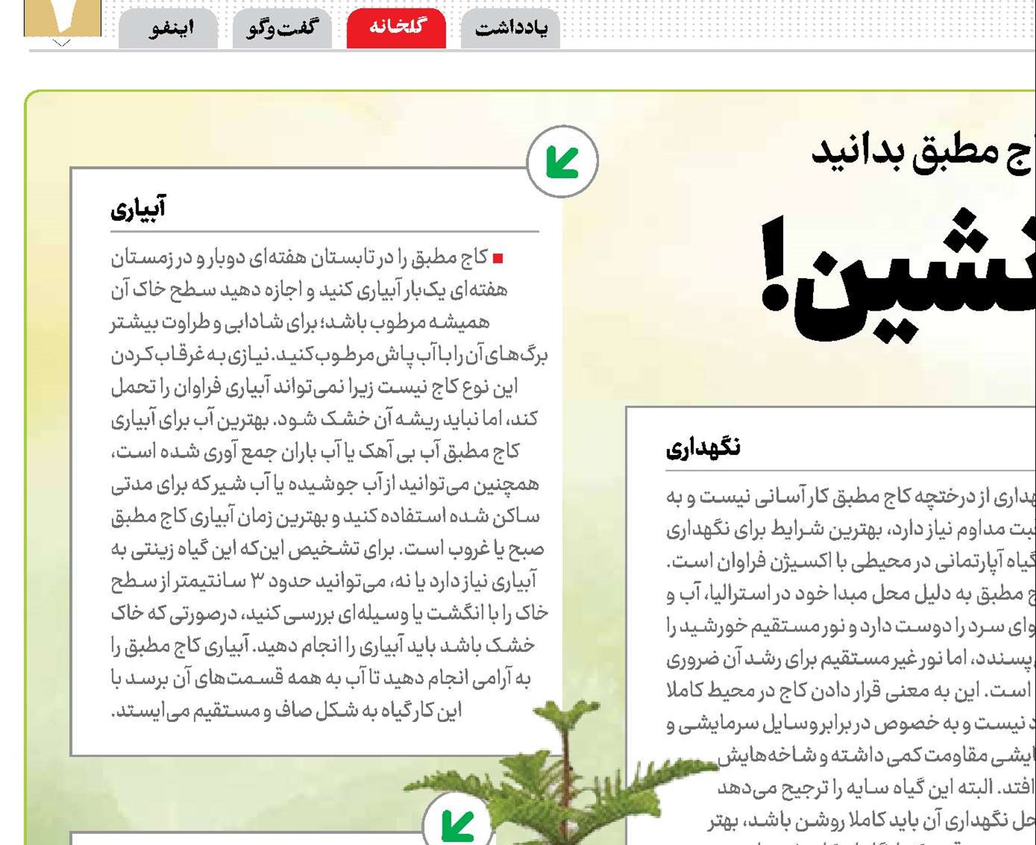 کاج  آپارتمان نشین!