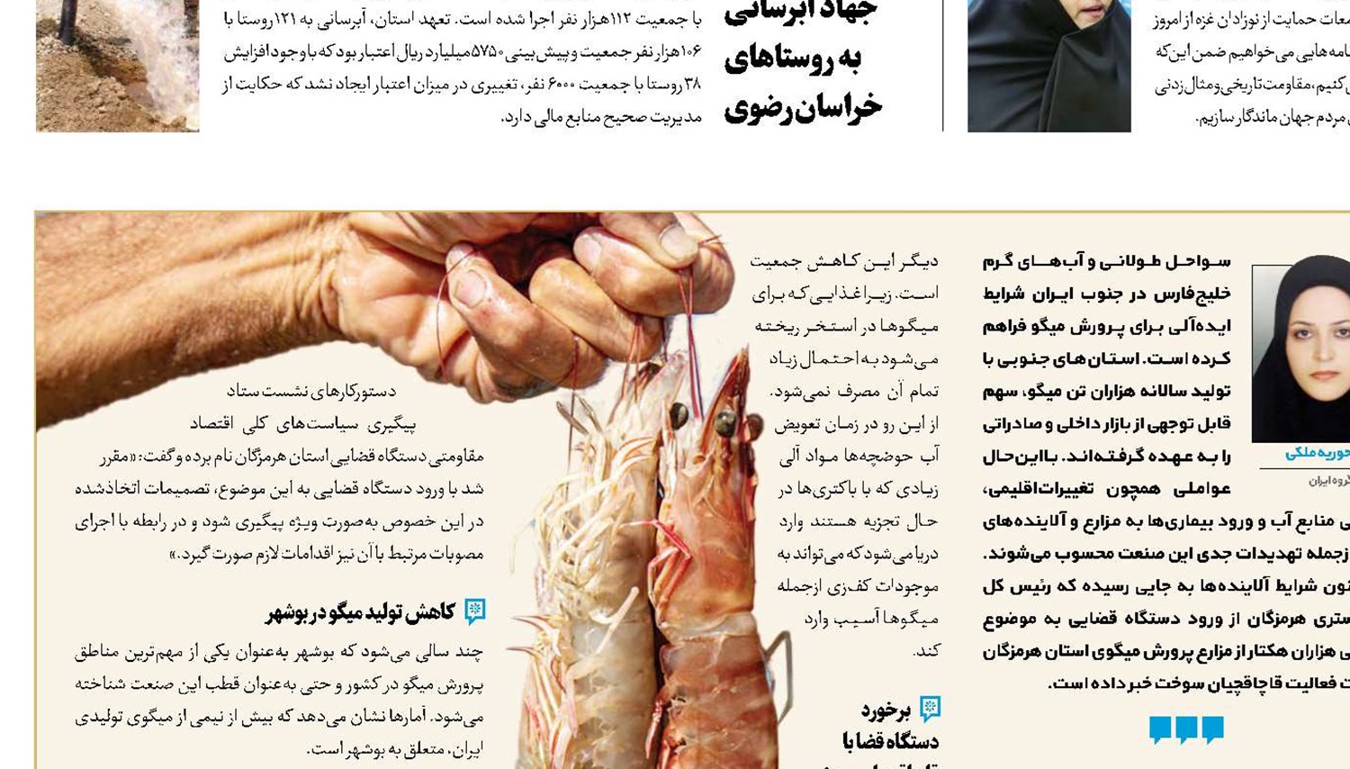 قاچاق سوخت، بلای جان میگوها