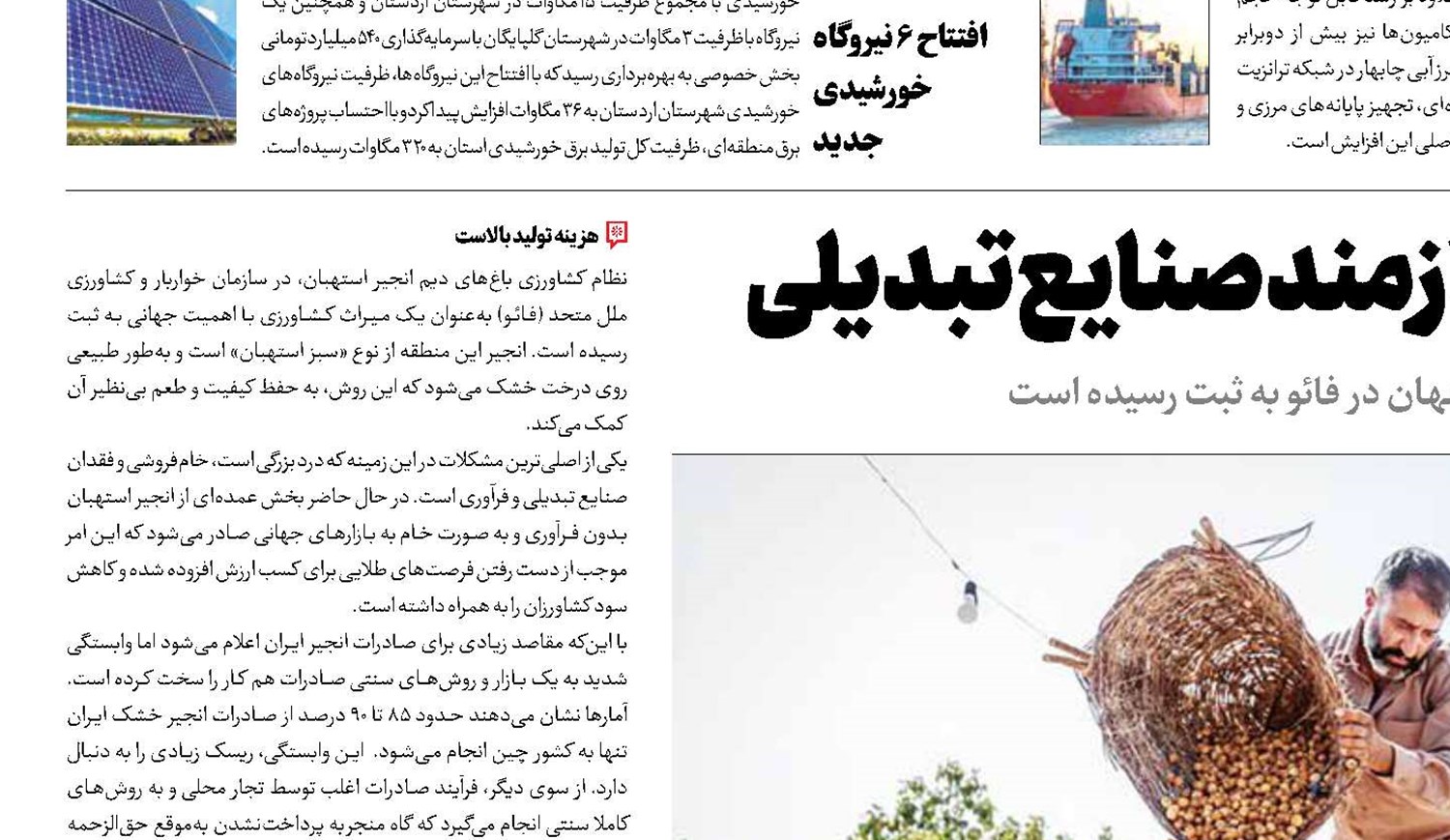 بزرگ‌ترین انجیرستان نیازمند صنایع تبدیلی