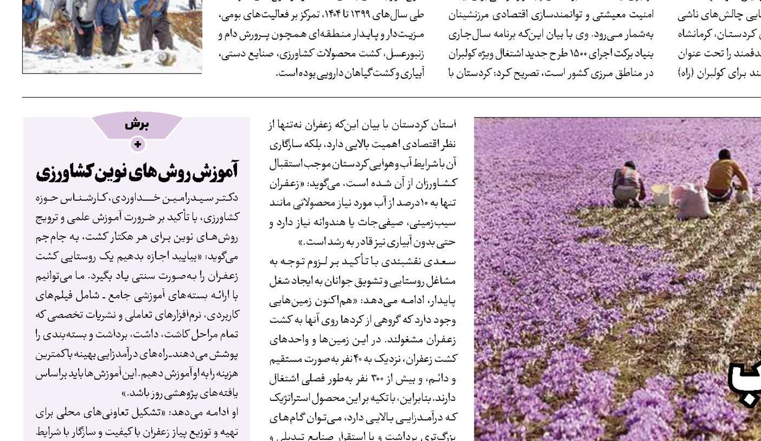 زعفران راهبردی برای عبور از بحران آب