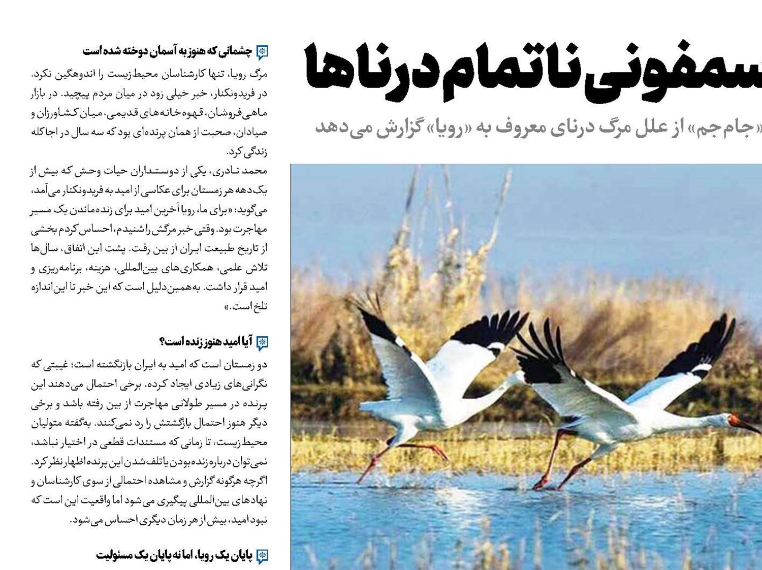 سمفونی ناتمام درناها